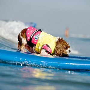 Pas koji surfa