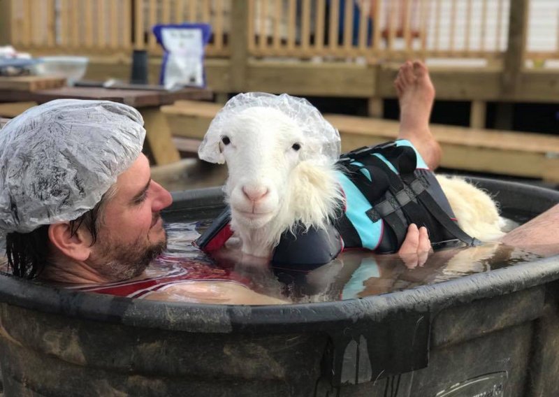 Spasili ovcu s invaliditetom i pružili joj prekrasan život