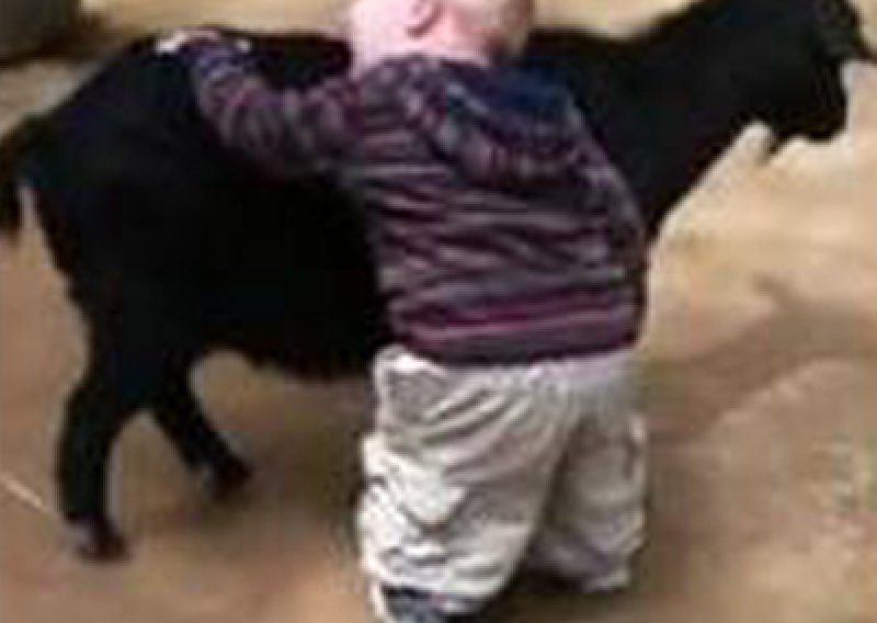 Slatki dječak želi zagrliti sve koze u ZOO-u