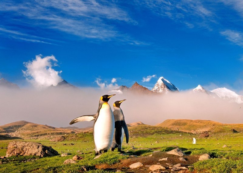 Svidjelo se to nekome ili ne, ali homoseksualni pingvinski par sprema se za očinstvo
