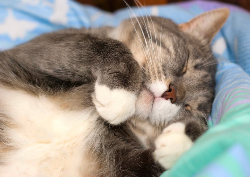 Zašto se mačke toliko gnijezde prije spavanja?