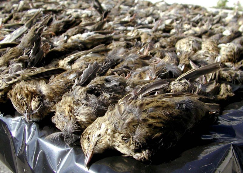 Stravični razmjeri pokolja ptica pjevica na Balkanu