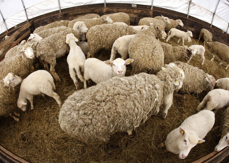 Uoči utakmice žrtvovali ovcu na terenu