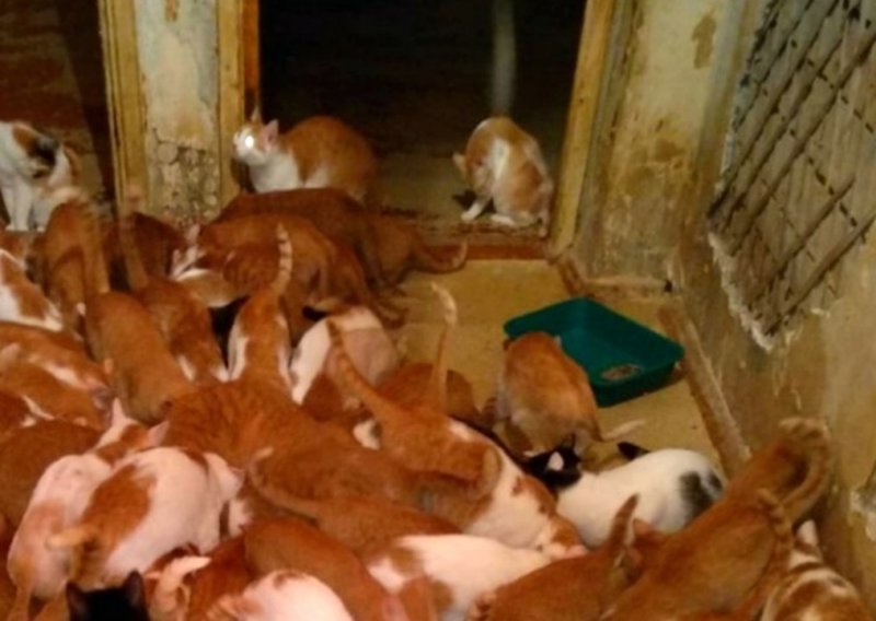Nevjerojatan prizor: U stanu jedne žene u Moskvi pronađeno 130 mačaka