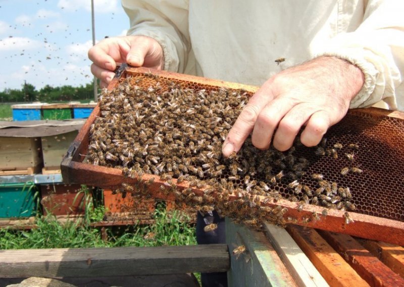 Bumbari i pčele na udaru opasnog insekticida