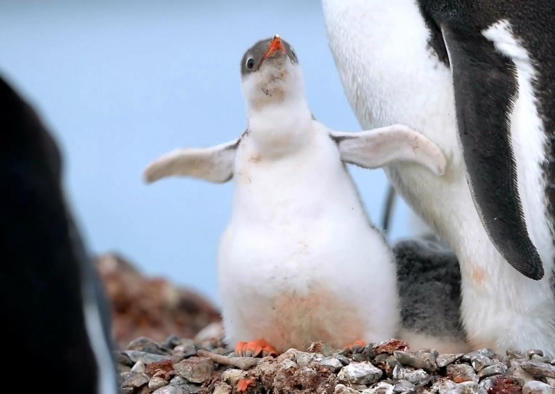 Mali pingvin i njegova 'sretna stopala' sigurno će vas razveseliti