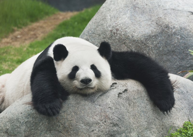 Male pande znaju kako izmoriti svog čuvara