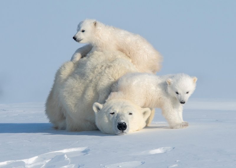 Polarni medvjedići ozbiljno testiraju strpljivost svoje majke