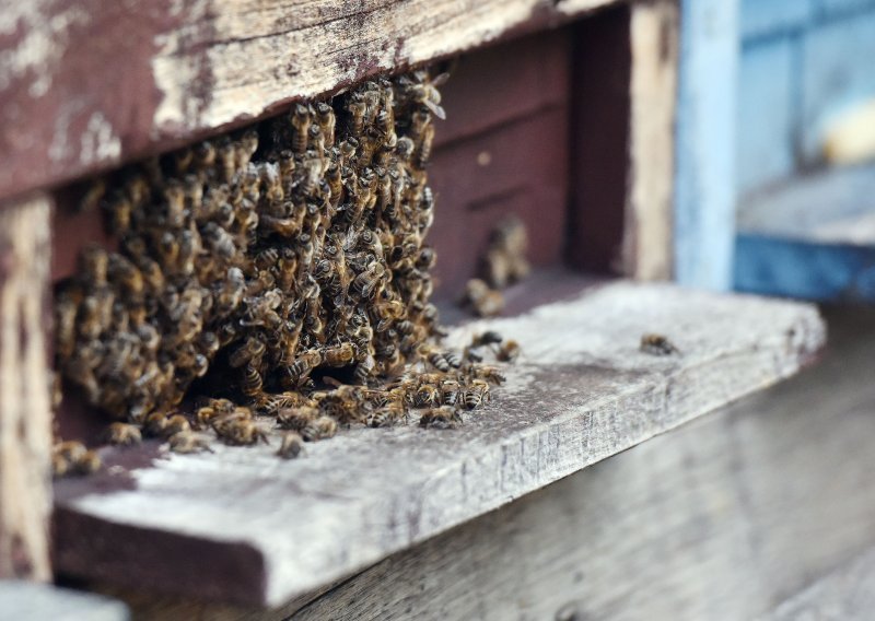 Europski revizorski sud: EU nije uspio zaštititi pčele i leptire, ugrožena proizvodnja hrane u Europi