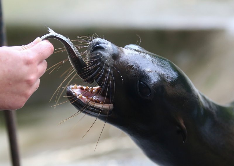 Iz zoološkog vrta u Zagrebu stižu tužne vijesti: Uginula morska lavica, a nakon nje i njezino mladunče