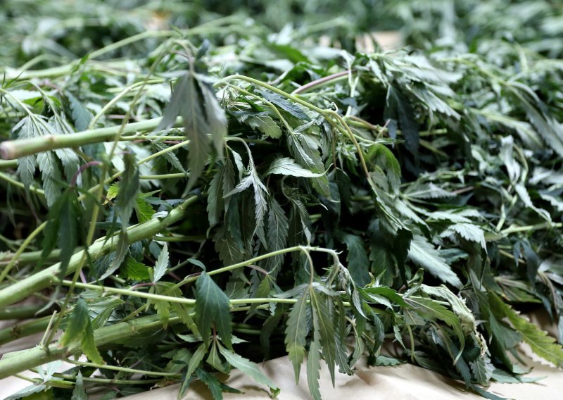 Muškarac kod Osijeka iz dvorišta tvrtke ukrao 400 stabljika medicinske marihuane
