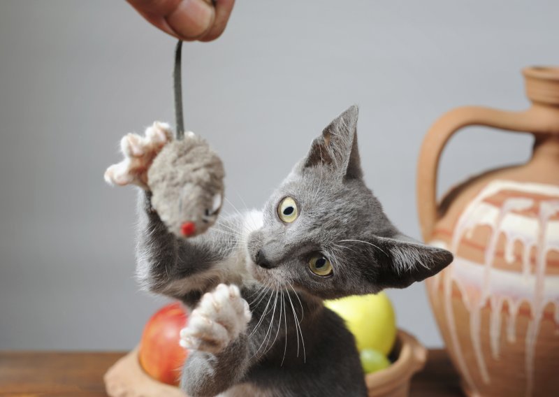 Koje igračke nisu opasne za mačku?