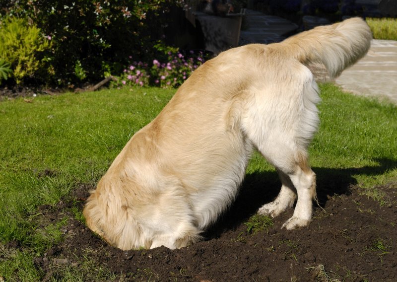 Zašto psi zakopavaju stvari?
