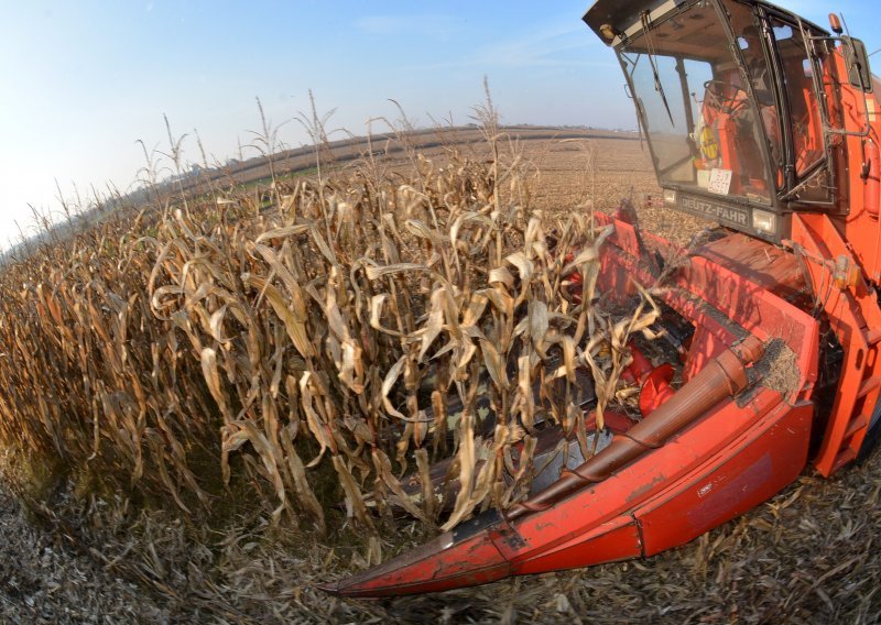 Unatoč padu stočarstva, proizvodnja kukuruza u Hrvatskoj najbolja u zadnjih deset godina