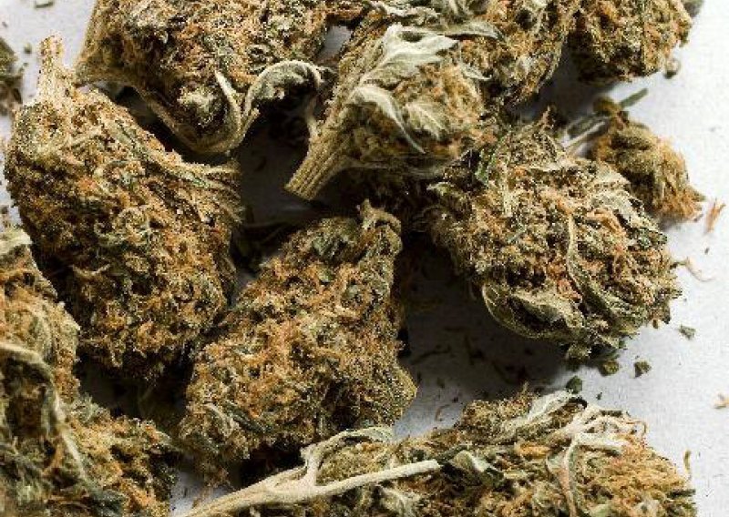 Pronađena najstarija zaliha marihuane