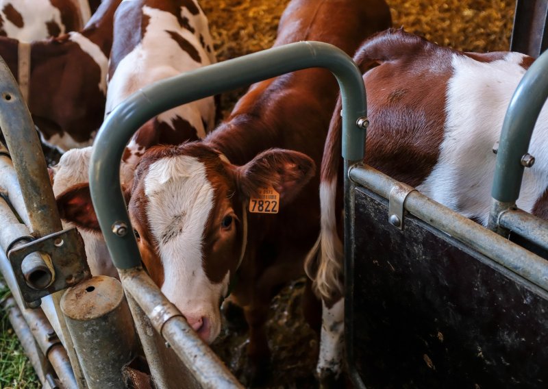 Udruga Baby Beef: Tovljači goveda već tri godine posluju s gubitkom