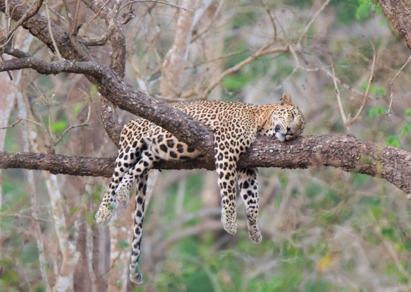 [FOTO] Lijeni leopard savršeno opisuje kako se osjećamo poslije dobrog ručka
