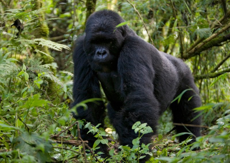 Prvi slučaj kod velikih majmuna: Osam gorila zaraženo koronavirusom