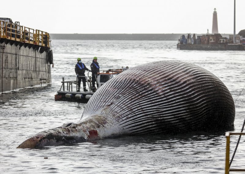 [FOTO] Na talijansku obalu izvučeno tijelo jednog od najvećih kitova pronađenih na Mediteranu