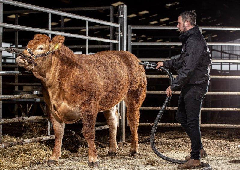 [FOTO] Pao europski rekord: Krava 'Posh Spice' u Engleskoj prodana za 299 tisuća eura