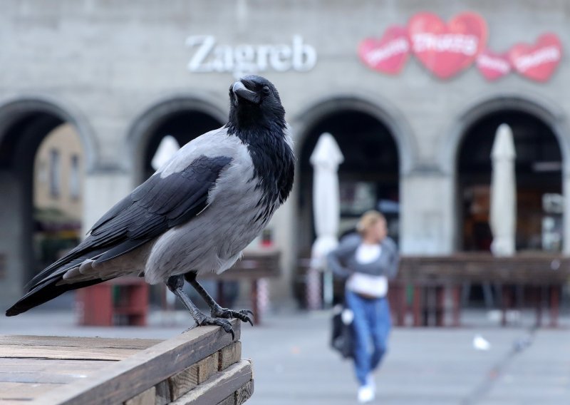 Nekoliko žena zadobilo teške ozljede zbog napada vrana, oglasio se i Grad Zagreb: Ptice se zalijeću u iznimnoj situaciji