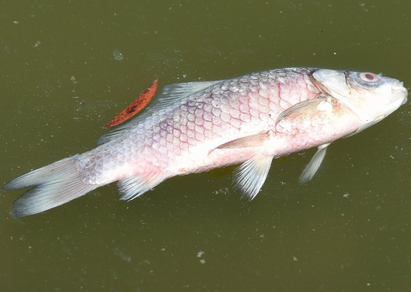 Uginule tone ribe: 35 kilometara rijeke Karašice je mrtva rijeka
