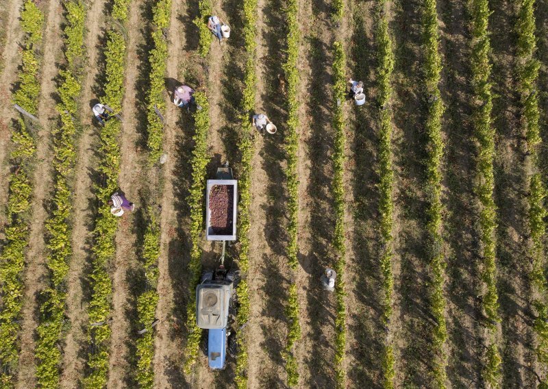 [FOTO] Počela berba u vinogradima Enjingi. Pogledajte kakve je spektakularne kadrove snimio dron