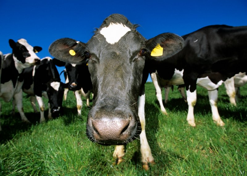Krave - neprijateljce klime: Dok bezbrižno žvaču travu metan doslovno podriguju u svijet