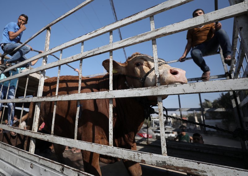 Pobuna u Istri zbog transporta životinja: Utovarali su bika na brod kranom tako da je bio vezan za jednu nogu
