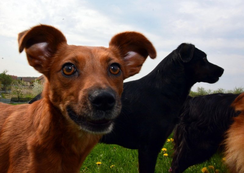 Prijatelji životinja za (su)financiranje obvezne kastracije: U 7 godina samo jedna ženka psa i njezino potomstvo mogu donijeti na svijet 67 tisuća štenaca