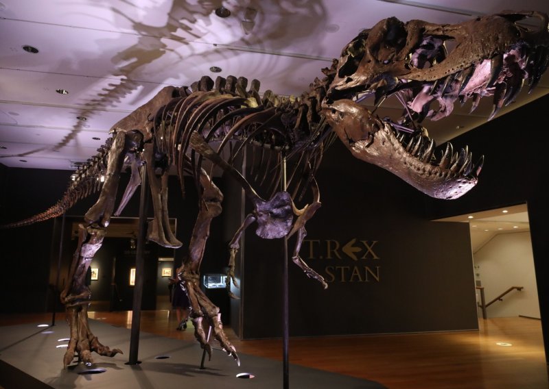 Stan, T-rex of skoro 32 milijuna dolara, bit će izložen u Abu Dhabiju