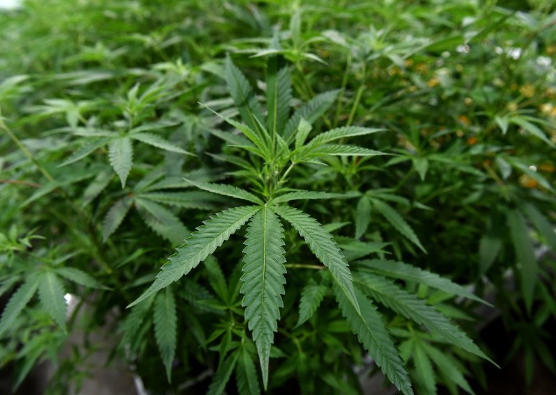Sabor odbio prijedlog Socijaldemokrata o iskorištavanju potencijala konoplje: 'To je paravan za legalizaciju marihuane'