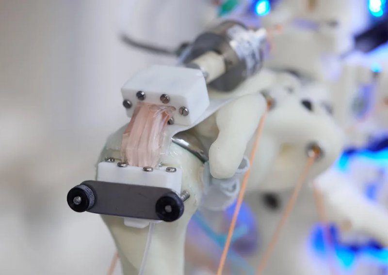 Znanstvenici su uzgojili stanice na robotskom kosturu, evo što to znači za budućnost