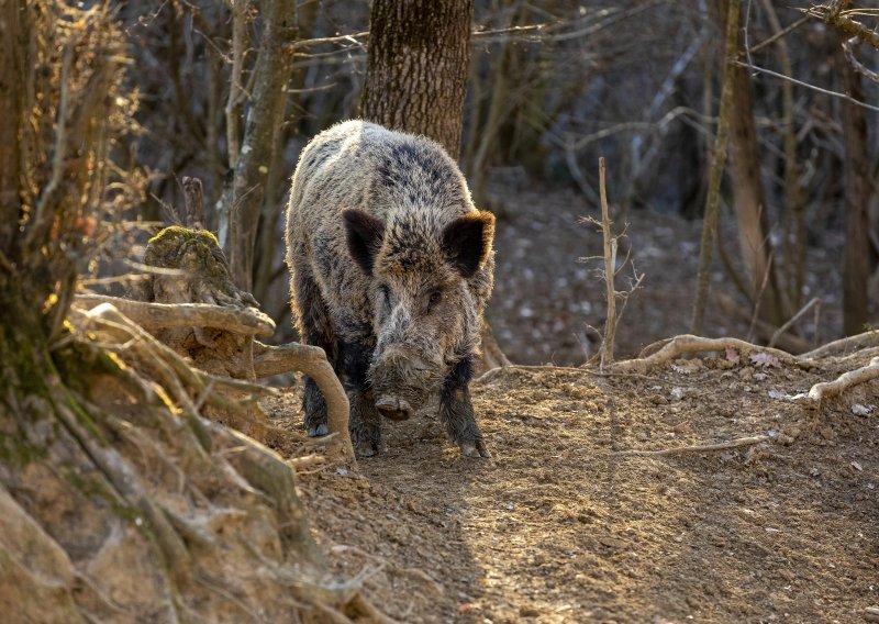 Grad Zagreb objavio upute kako se ponašati u kontaktu s divljim svinjama. Šef lovaca objasnio zašto ih se toliko nakotilo i gdje ih je najviše