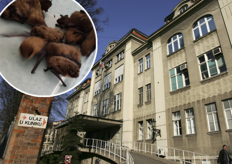 U poznatoj zagrebačkoj klinici ulovili čak 20 šišmiša, bilo ih je i po bolničkim sobama