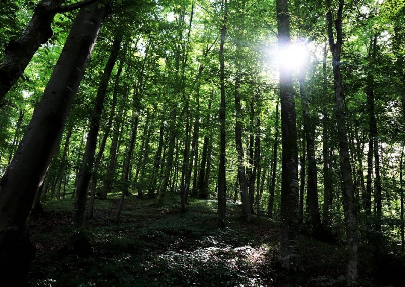 Ovom će se obradovati mnogi poduzetnici: Srezan namet za šume