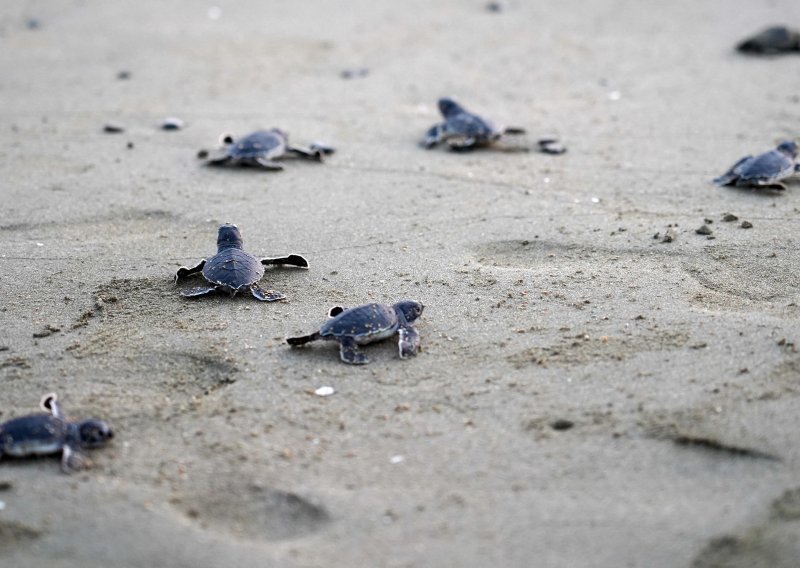Zbog globalnog zagrijavanja gotovo sve tropske morske kornjače su - ženke