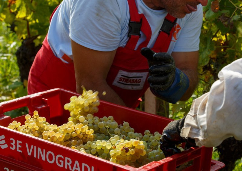 Hrvatski vinari lani poslovali s 8,7 milijuna kuna neto dobiti, evo tko je najviše utržio