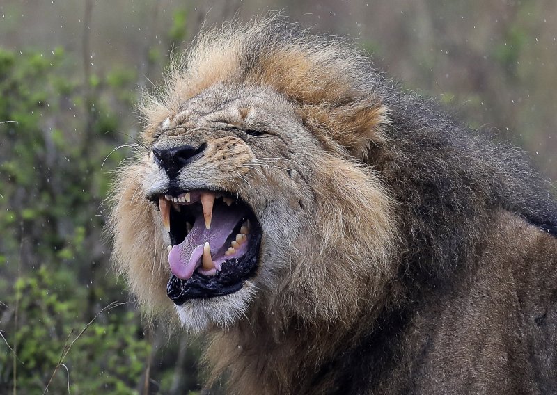 Sterilizirali lava da se ne bi razmnožavao i izazvali bijes javnosti