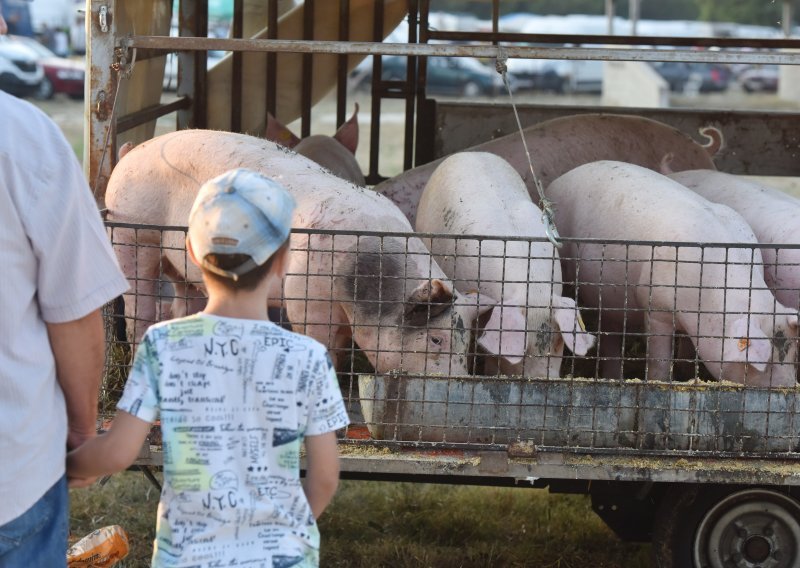 U Hrvatskoj sve manje stoke sitnog zuba i kokoši, ali svinje se zato množe