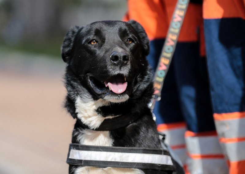 Dirljiva gesta turskih aviokompanija: Psi spasioci nagrađeni letom u prvoj klasi u ljudskom naručju