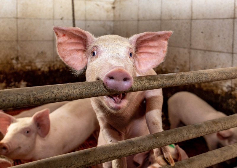 U Europskoj uniji je sve manje krupne stoke, a broj svinja postao je alarmantno nizak. Hrvatska stoji loše
