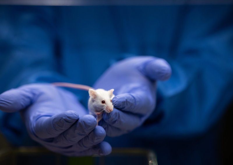 Važan korak: Znanstvenici stvorili miševe koji imaju dva oca, ali...
