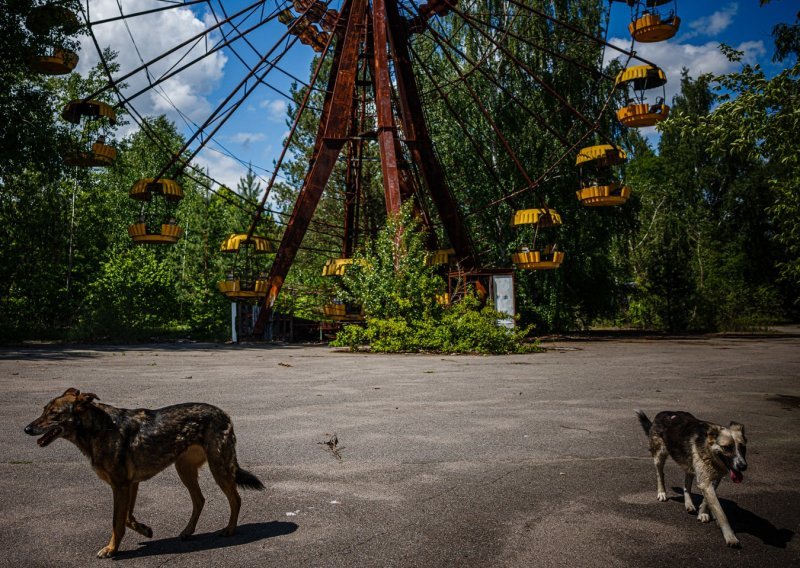 Psi iz Černobila drugačiji su od ostalih skupina pasa, a evo i po čemu