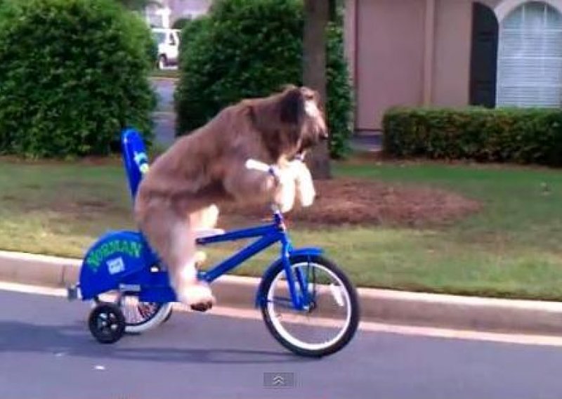 Upoznajte Normana – psa koji zna voziti bicikl
