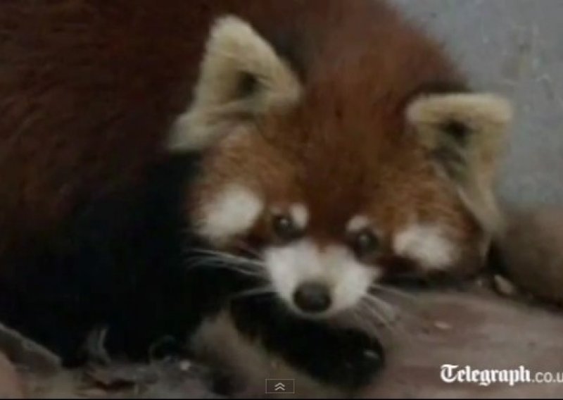Crvena panda došla u goste kineskoj obitelji