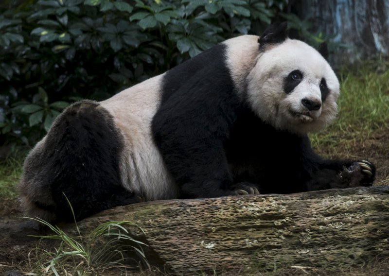 'Bakica' Jia Jia mogla bi biti najdugovječnija panda