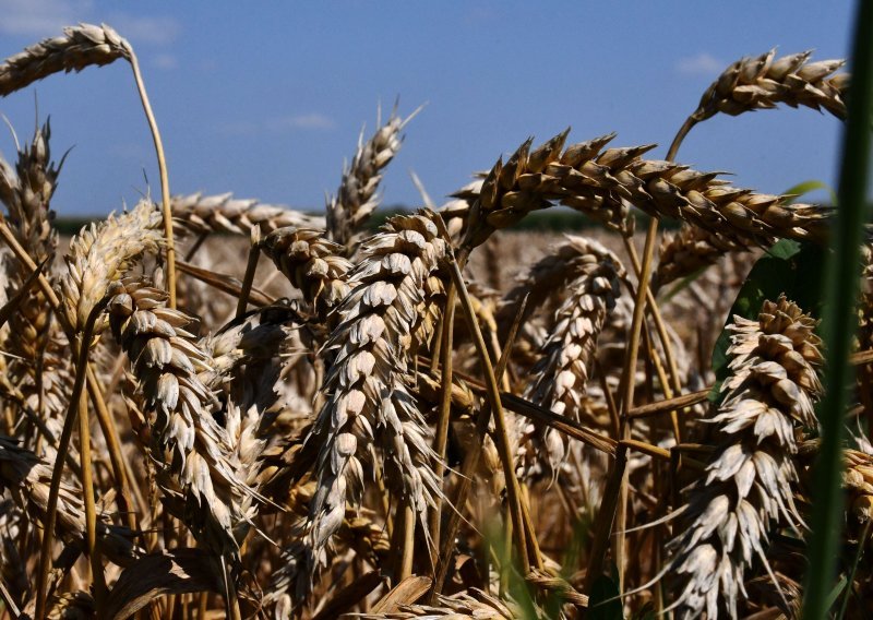 Baranjski poljoprivrednici prosvjedovali zbog otkupne cijene pšenice