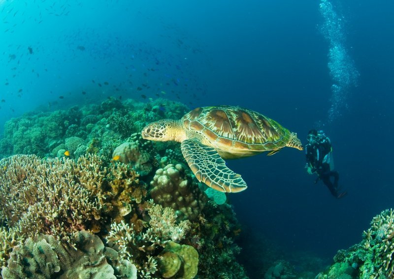 Morske kornjače u Jadranskom moru: Jeste li znali da ima zabilježenih napada na ljude?