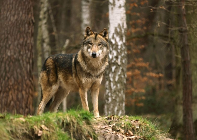 Napadi vukova na području Šibenika sve učestaliji: Gledaju vas u oči i ne bježe
